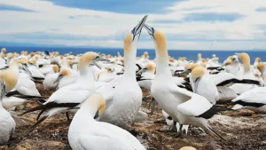 Gannet Safari